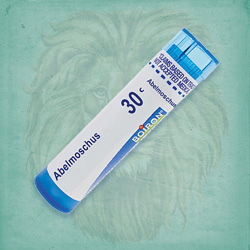 Buy 80 pellets of Abelmoschus 30c ~ UPC 306960001133 by Boiron at House of Greco