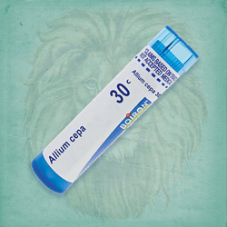 Buy 80 pellets of Allium Cepa 30c ~ UPC 306960032137 by Boiron at House of Greco