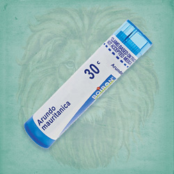 Buy 80 pellets of Arundo Mauritanica 30c ~ UPC 306961020133 by Boiron at House of Greco