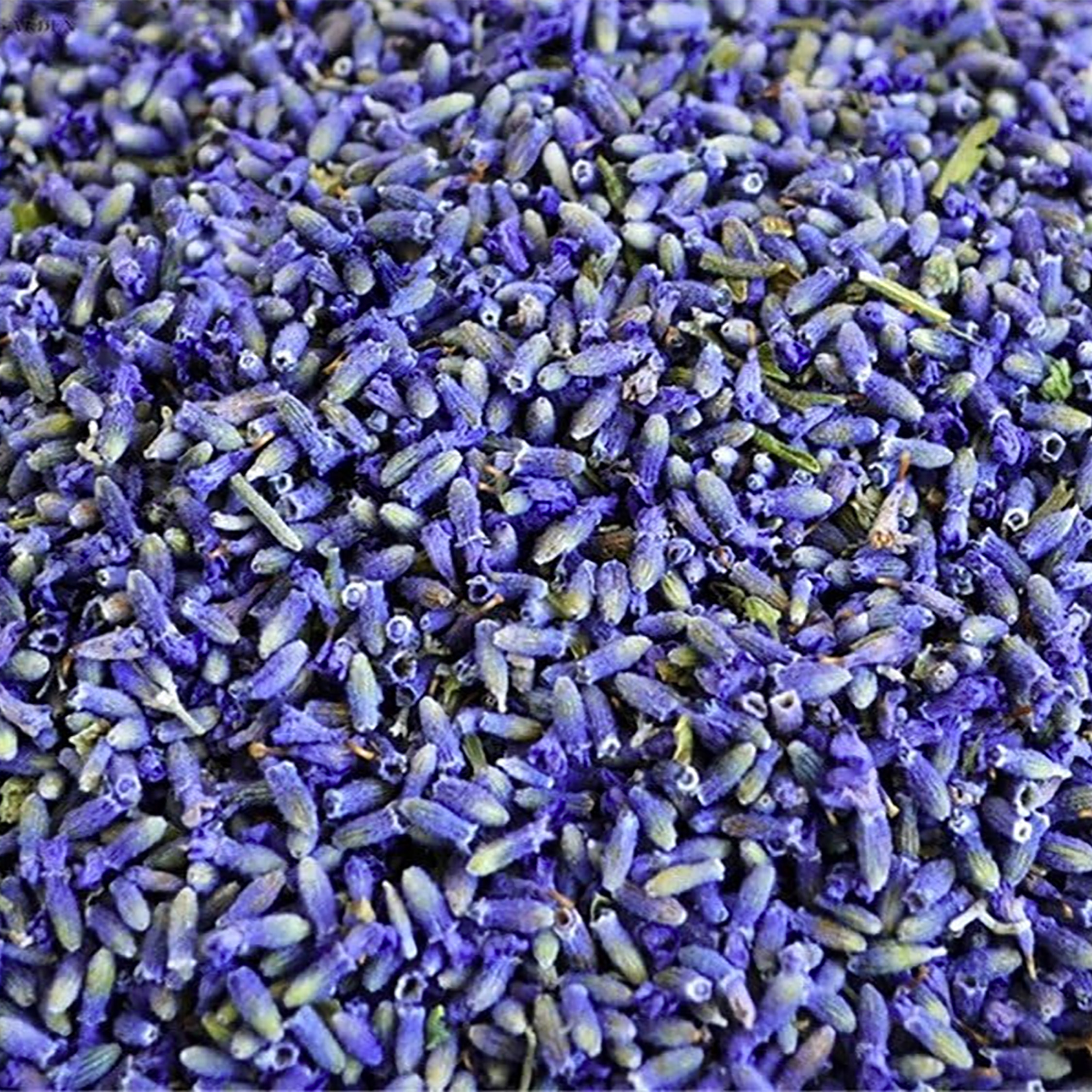 Buy a Lavender Buds from Joe’s General Goods at House of Greco